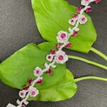 925 Silver Lab-Created Ruby Bracelet - Model ZHF-L0710 - Image 5